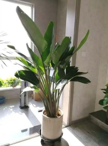 天堂鳥葉子變黑