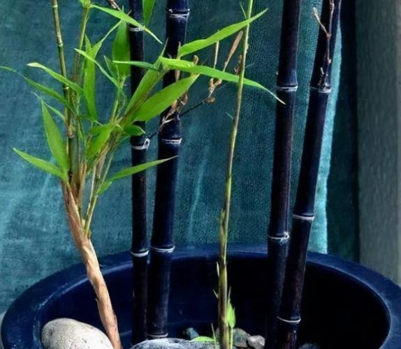 庭院竹子缺點 庭院竹子缺點