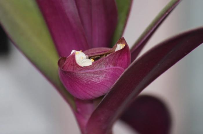 蚌蘭使用方法 蚌蘭使用方法