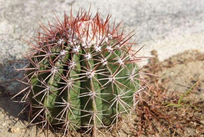 仙人掌長得快的方法 仙人掌長得快的方法