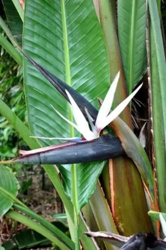 天堂鳥褐斑病原因