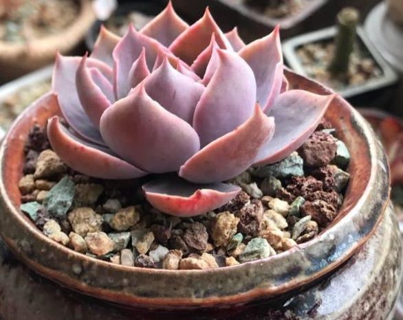 多肉曬太陽時間 多肉曬太陽時間