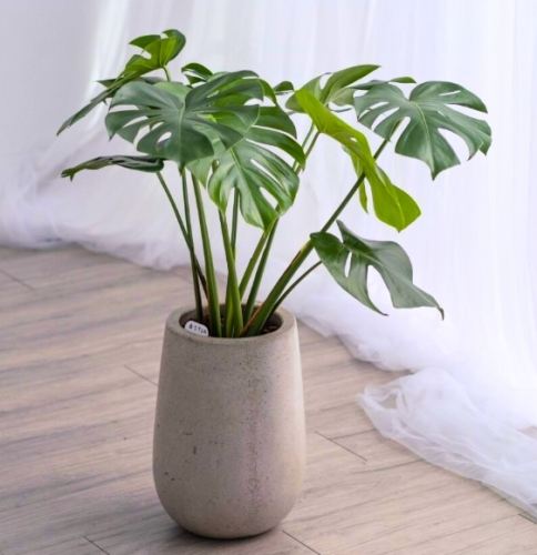 天堂鳥養護方法