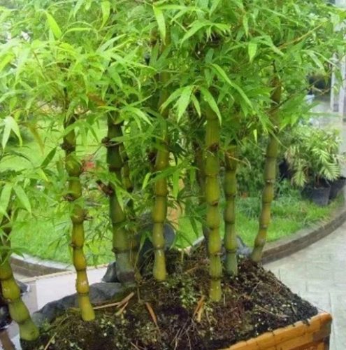 竹子種子發芽方法 竹子種子發芽方法