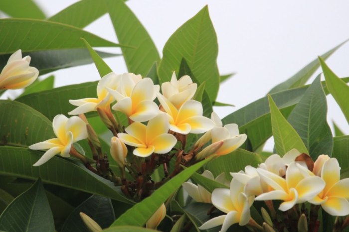 雞蛋花色澤變化