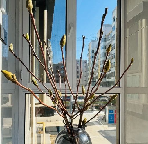 玉蘭花不開花 玉蘭花不開花