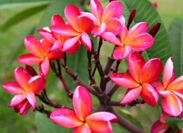 雞蛋花澆水頻率