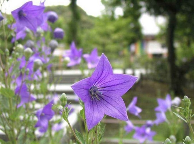 桔梗養護技巧