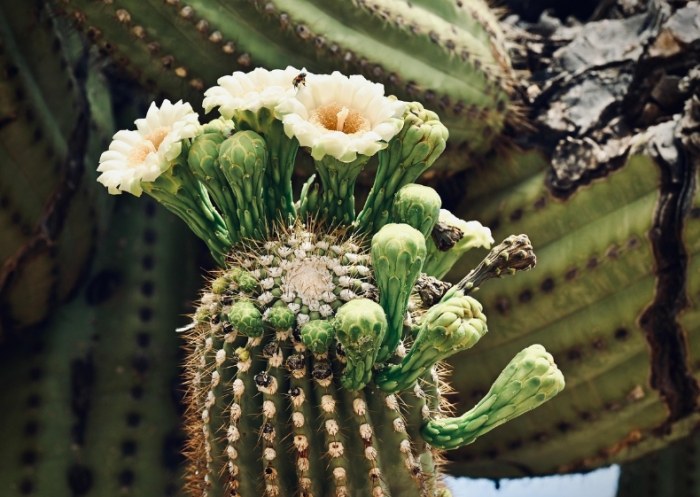 仙人掌砍半方法 仙人掌砍半方法