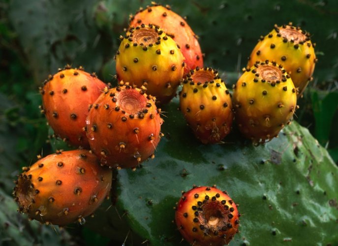 仙人掌放客厅 仙人掌放客厅