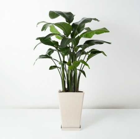 天堂鳥植物 照顧