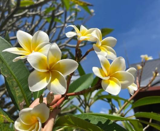 雞蛋花修剪 雞蛋花修剪