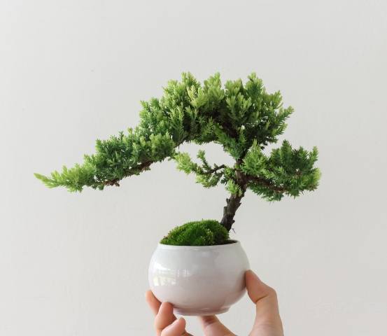 珍珠柏盆景寿命 珍珠柏盆景寿命