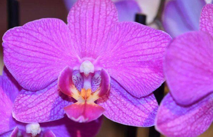 室內蘭花種類 室內蘭花種類