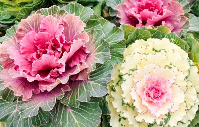 葉牡丹羽衣甘藍種植