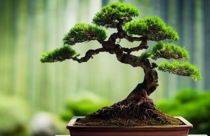 台灣盆景植物 台灣盆景植物