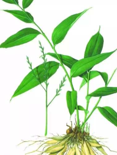 禾本科植物種類 禾本科植物種類