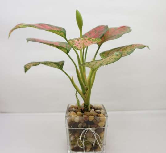 帝王萬年青照顧