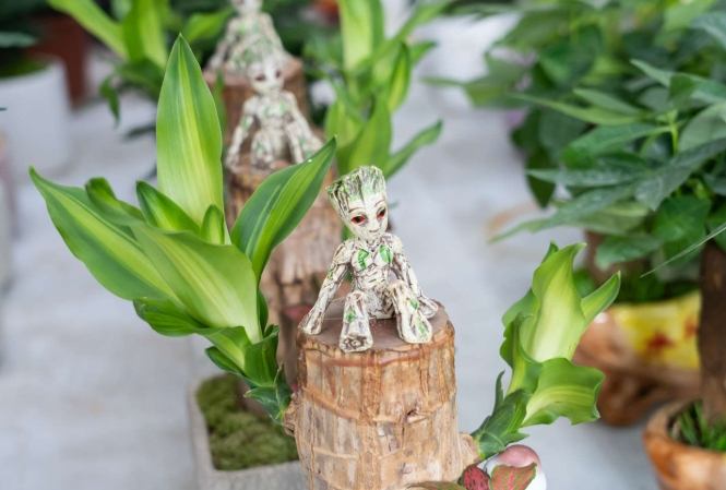 巴西木養護技巧