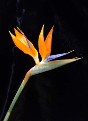 鹤望兰养护技巧 鹤望兰养护技巧