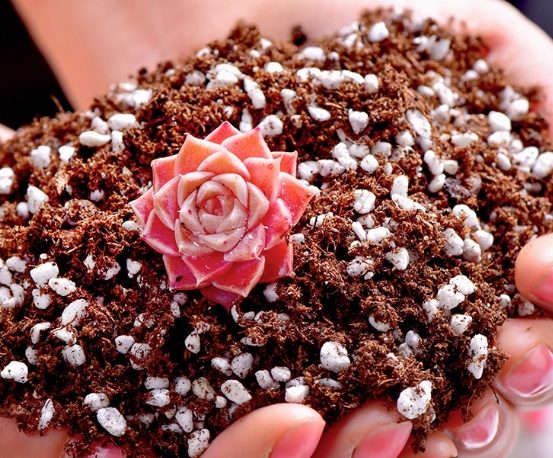 多肉泥炭土配方