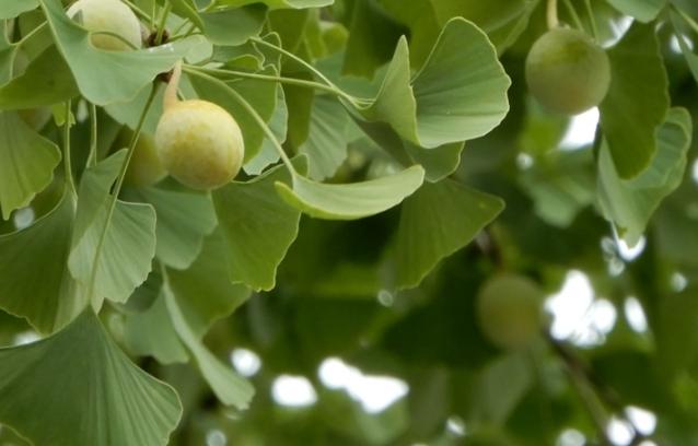 銀杏樹生長週期