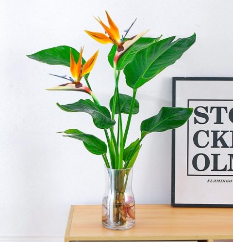 天堂鳥水養方法