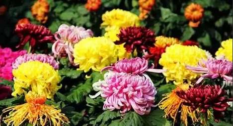 菊花花期 菊花花期