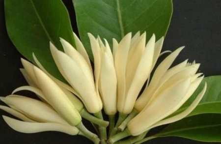 白玉蘭純露使用方法 白玉蘭純露使用方法