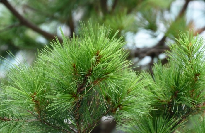 針松樹病蟲害防治