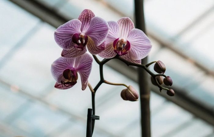 蝴蝶蘭介質選擇 蝴蝶蘭介質選擇