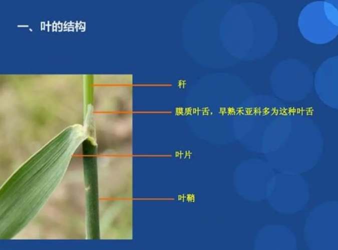 禾本科植物鉴定 禾本科植物鉴定