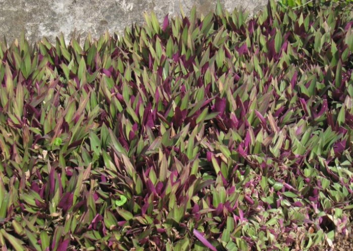 蚌蘭使用方法 蚌蘭使用方法