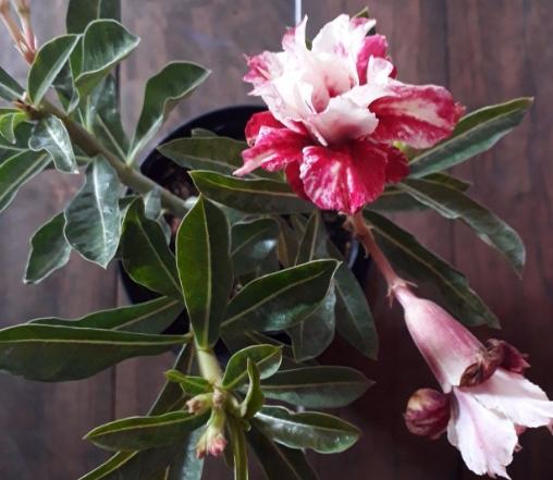 沙漠玫瑰葉子變紅處理