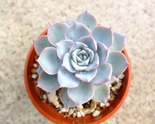 多肉葉插方法 多肉葉插方法