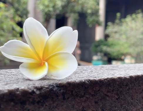 雞蛋花種植方法 雞蛋花種植方法