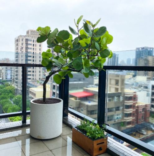 海葡萄植物用途