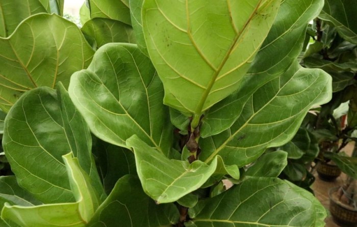 琴叶榕 冬天落叶 琴叶榕 冬天落叶