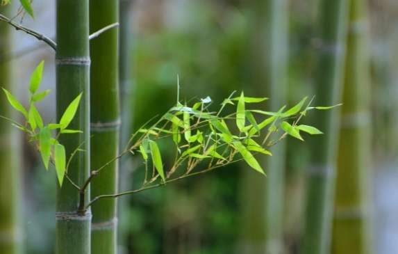 觀賞竹品種 觀賞竹品種