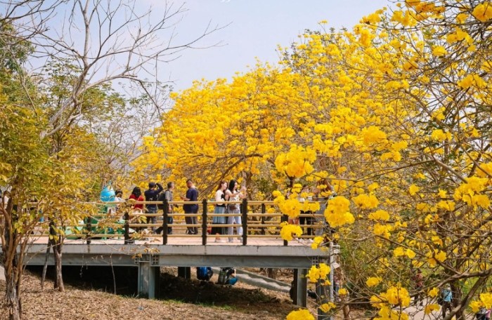 黃花種類 黃花種類