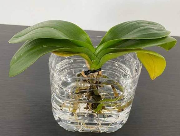 蘭花水養技巧 蘭花水養技巧