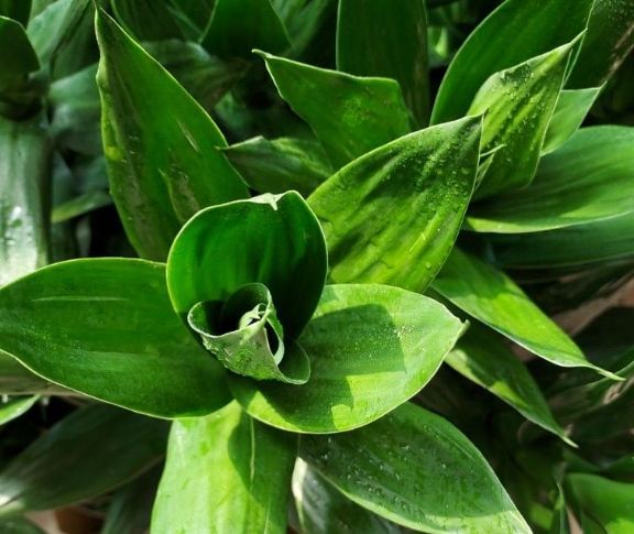 萬年青需水量 萬年青需水量