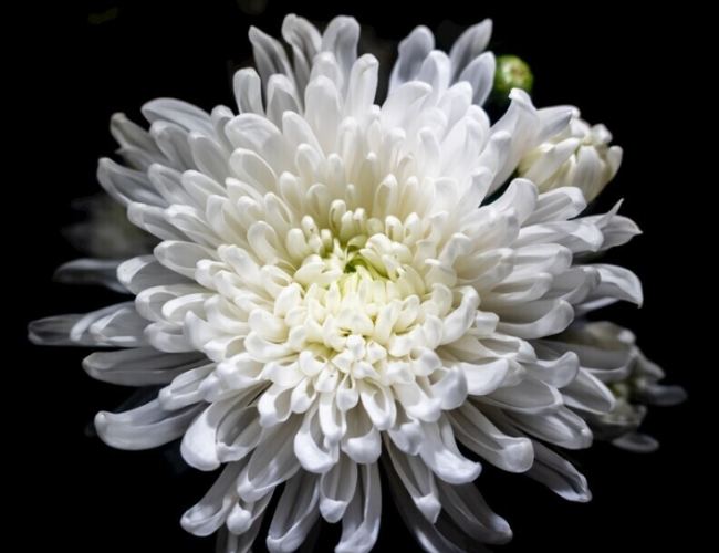 菊花養護要點 菊花養護要點