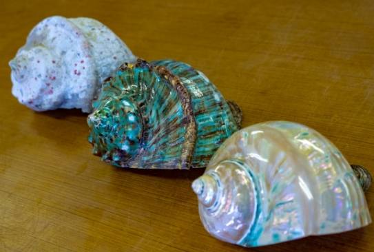 夜光貝瀕危原因