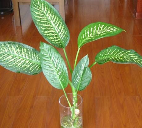 萬年青 陰性 萬年青 陰性