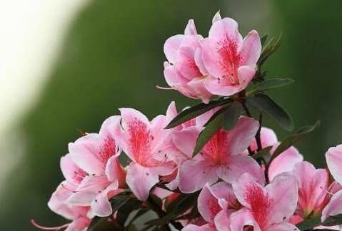 杜鵑花養護方法