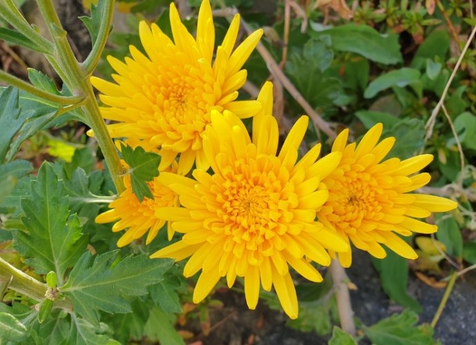 菊花栽培技巧 菊花栽培技巧