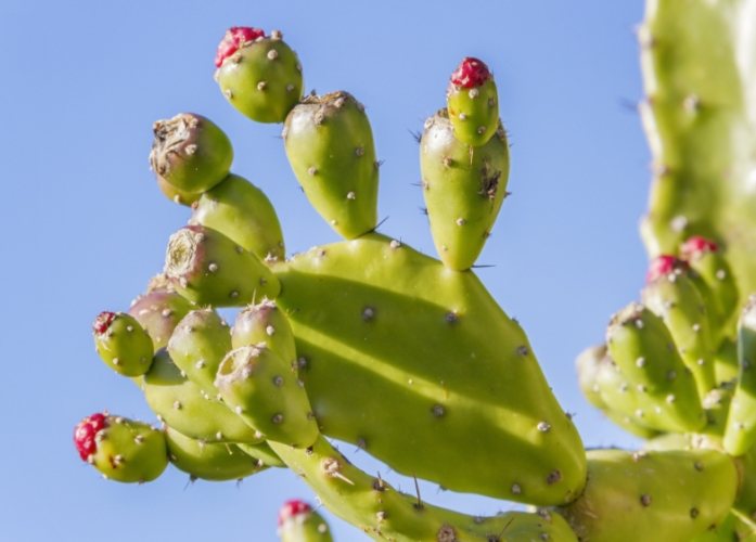 仙人掌變紅原因