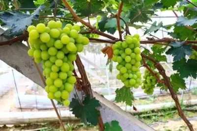 葡萄栽培技術 葡萄栽培技術