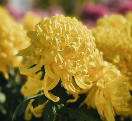 菊花種植方法 菊花種植方法